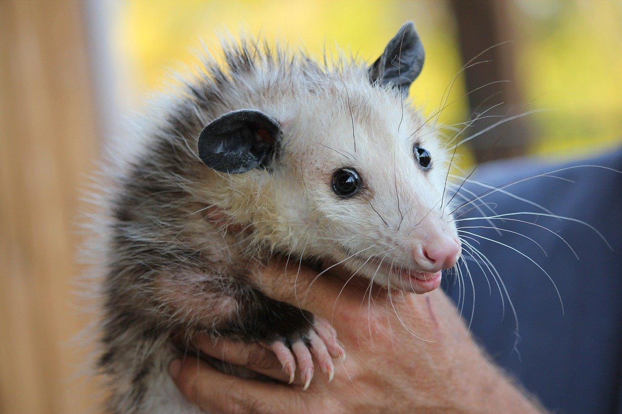 Wildlife Problems And Humane Opossum Removal Prairies Wildlife Habitat